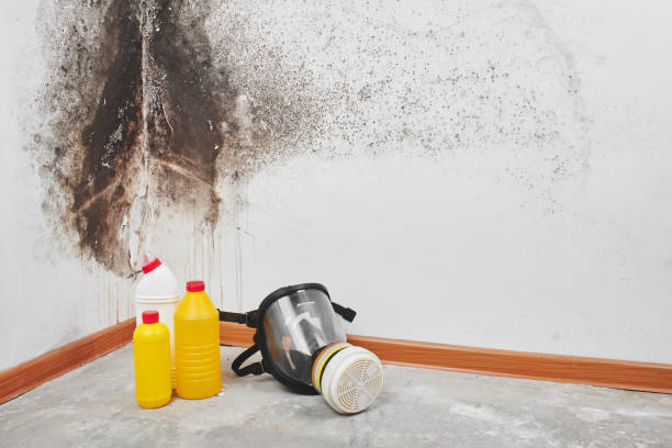 Certified Mold Removal in Belle Plaine, IA