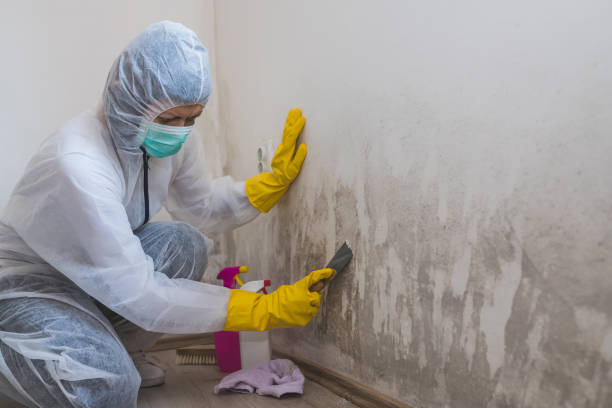 Best Commercial Mold Removal  in Belle Plaine, IA
