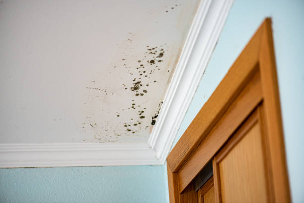 Best Mold Damage Repair  in Belle Plaine, IA