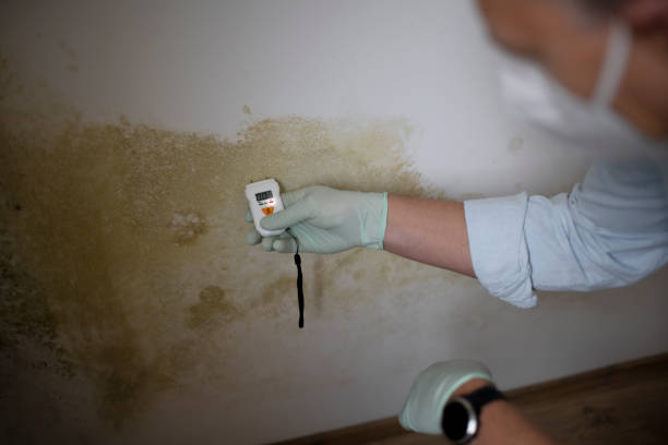 Best Home Mold Removal  in Belle Plaine, IA
