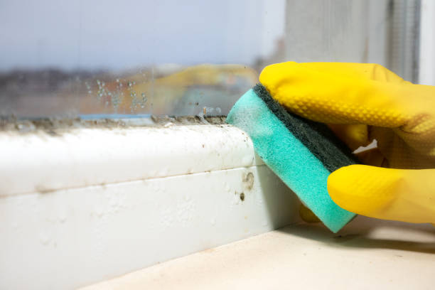 Best Attic Mold Removal  in Belle Plaine, IA