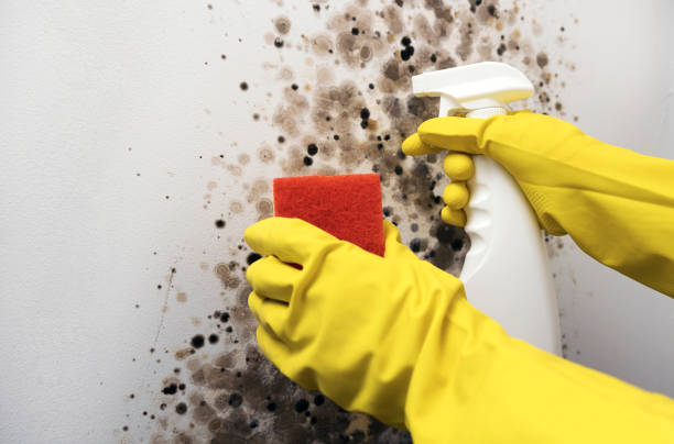 Best Professional Mold Removal  in Belle Plaine, IA