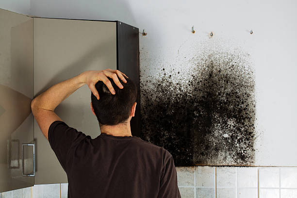 Best Affordable Mold Removal  in Belle Plaine, IA