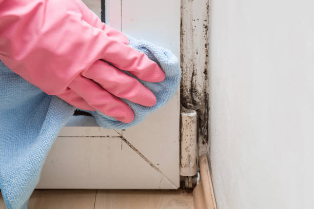 Best Certified Mold Removal  in Belle Plaine, IA